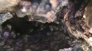 Нашли Пчёл/В Дупле Дерева/Как Живут Пчёлы В Дупле