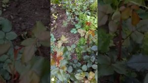 Розы нужно переводить на свои корни