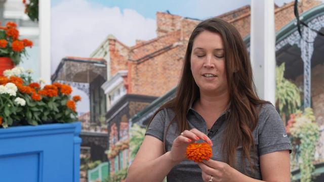 Syngenta Flowers BI Series presentation Zydeco смотреть онлайн