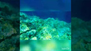 Море в Royal Albatros Moderna 5*

Nabq Bay, Шарм-эль-Шейх