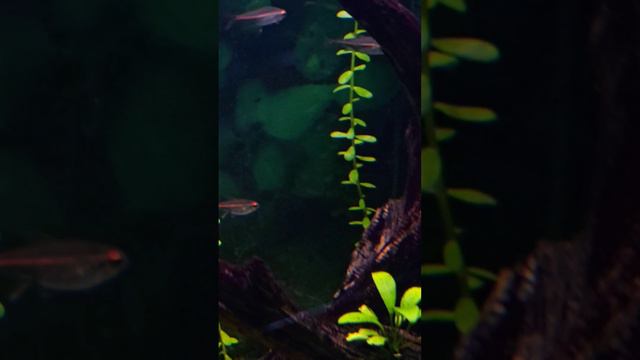 Blurred Visage #aquarium #fish #aquariumfish #nature #fishtank #aquascape #freshwater #fishkeeping