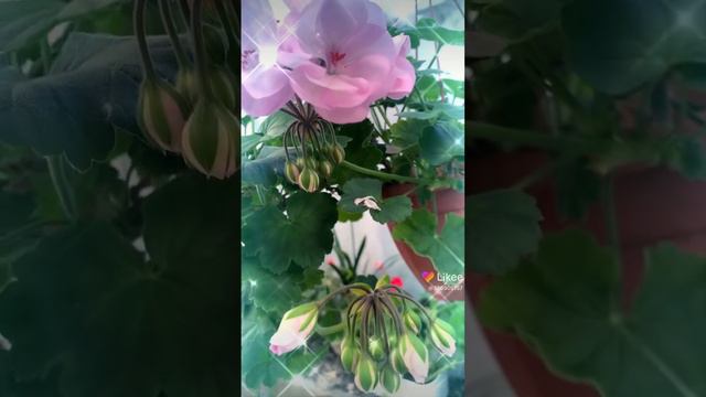 Ю_Ася 🌺гибридная пеларгония🪴 смотреть онлайн