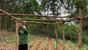 Planting zucchini seeds, making a trellis for the zucchini,cooking on the farm daily life