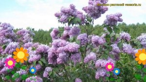 Сирень обыкновенная Мечта. Краткий обзор, описание характеристик syringa vulgaris Mechta