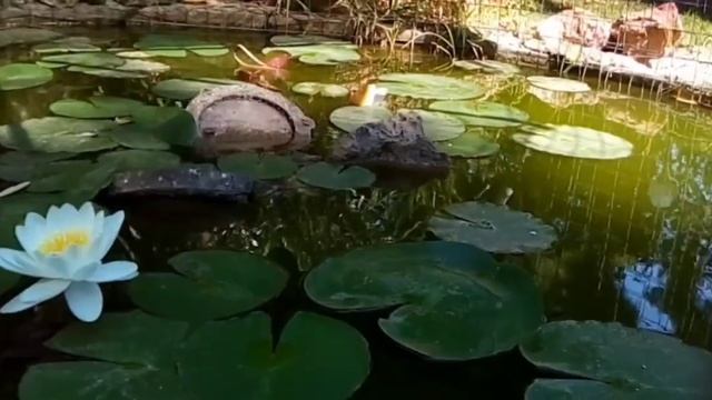 Прекрасная музыка. Пение птиц, для снятия стресса. Успокаивает нервы.