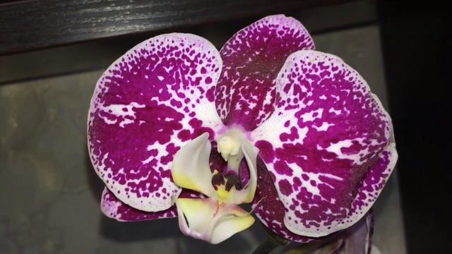 Новая уценённая орхидея Сompilation смотреть онлайн