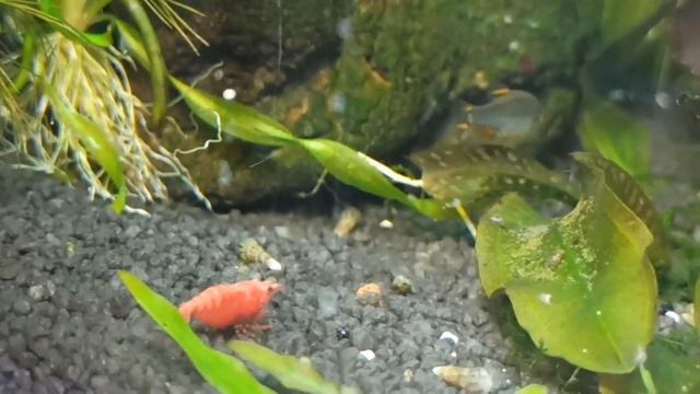 Мой аквариум 30 л/Креветки и Галактика/Cherry shrimps and Galaxy microrasbora in a 30 l tank смотреть онлайн