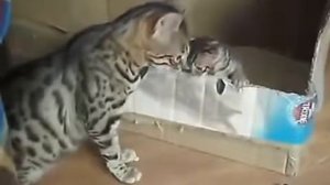 Бенгальская кошка говорит с котятами.webm