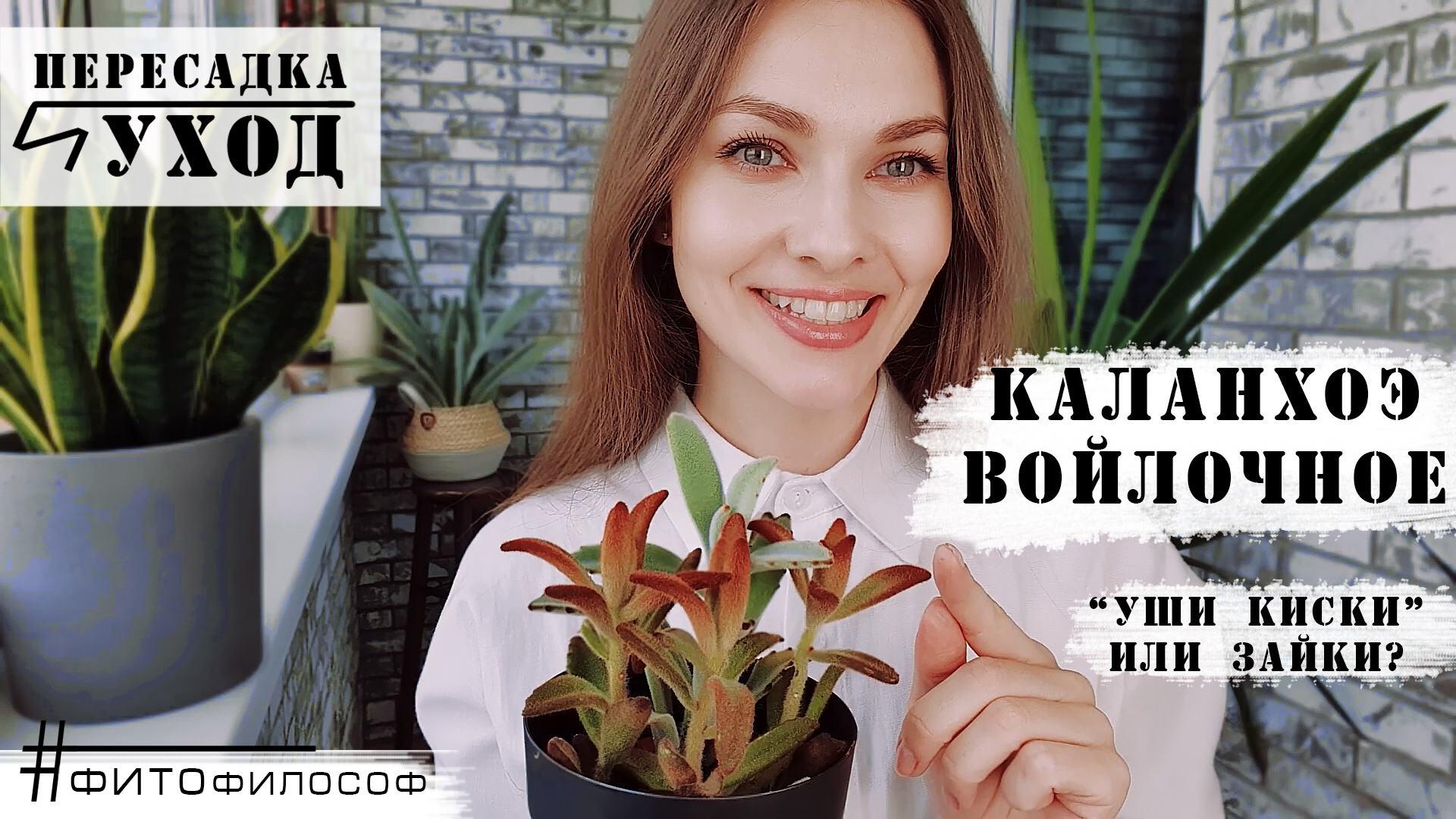 Уши киски или Каланхоэ томентоза (войлочное). Пересадка и уход