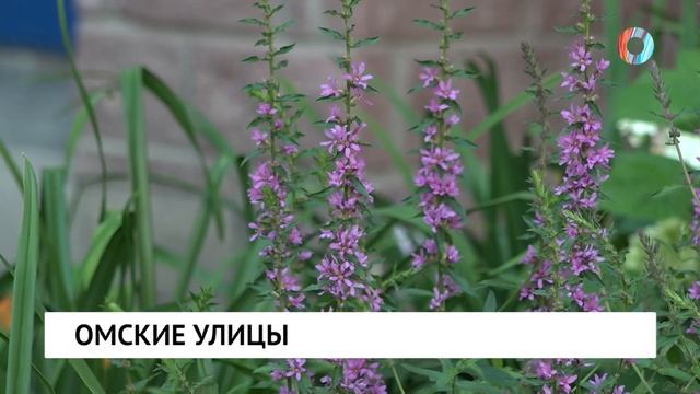 Омские улицы