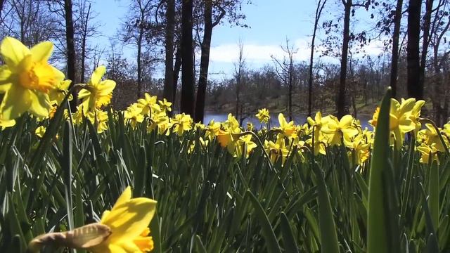 Mrs. Lee's Daffodil Garden in Gladewater смотреть онлайн