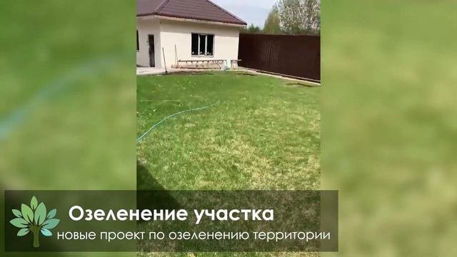 Озеленение участка