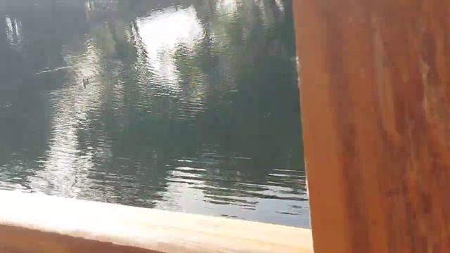 Прогулка в зоопарке Алматы! #веселье #лето #путешествия #прогулка #семьялюбовь #дети #отпуск смотреть онлайн