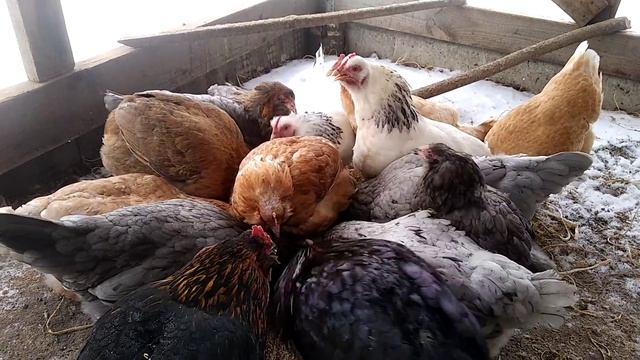 Куры помесь Араукана с Амерауканами.