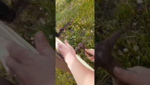 Ограждение пастбища для овец