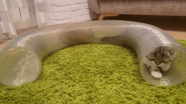 Малыш крольчонок Кошка и Кролик бегают в трубе и рвут туалетную бумагу смотреть онлайн