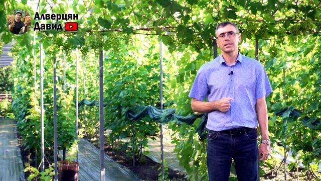 Как улучшить качество винограда при помощи нормировки куста гроздями? смотреть онлайн