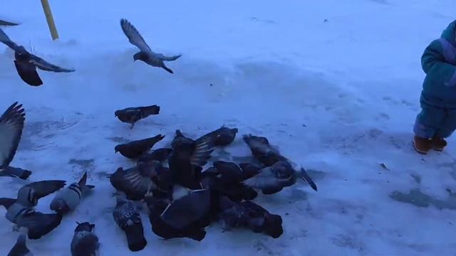 Кормим птиц / Гуляем на улице / Голодные голуби / Блог / Влог / Зима 2017? смотреть онлайн