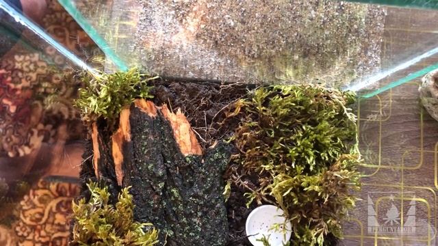 Кольчатая сколопендра (Scolopendra Cingulata). Пересадка истерички в новый террариум