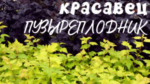 Секреты выращивания и ухода за пузыреплодником: создание яркой живой изгороди