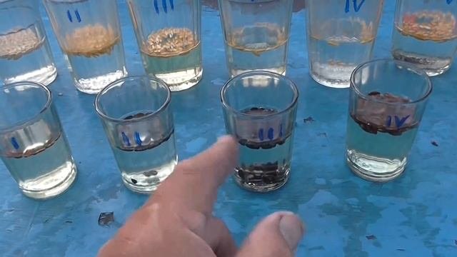 Что нужно сделать с семенами перед посевом. Замачивание семян