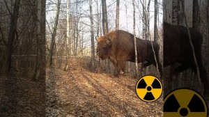 животные Чернобыля ???????????