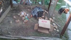 Цыплята клюют друг друга