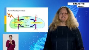 9-класс | Биология | Обмен веществ и превращение энергии в клетке Фотосинтез и хемосинтез