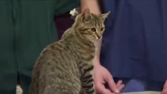 How to Tell if a Cat Is Depressed смотреть онлайн