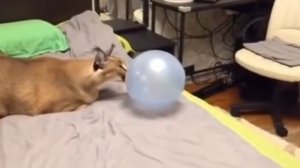 шлёпа лопнул шарик и расстроился :(