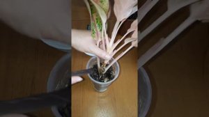 Аглаонема на корице, лучше укоренится...Что делать если Ваш цветок оголил ствол? Как переукоренить.