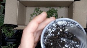 Крестовник Роули уход. Крестовник размножение. Пересадка. Уход в домашних условиях. Сенецио