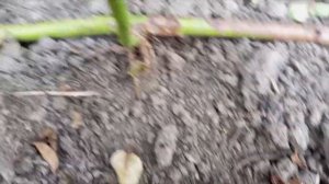 Мой проверенный способ укоренения роз Смотрите результат. Размножение роз сто процентов прижились