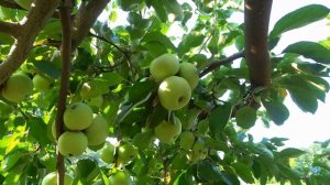 Ценный сорт для северных регионов / Яблоня БАБУШКИНО