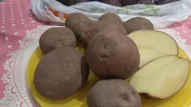 купила сорт картофеля Першацвет(Первоцвет),07.03.23