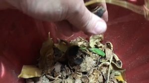 284. Природный дренаж в цветочном горшке.