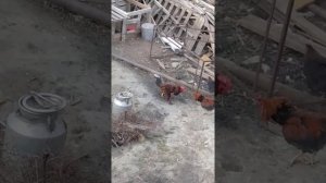 Петушиный бой, Петухи дерутся