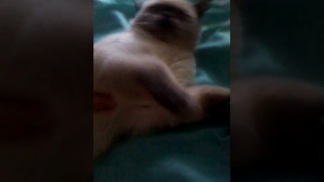 Мой кот Марсик смотреть онлайн