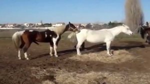Arab white stallion horse mating (horsebreeders)