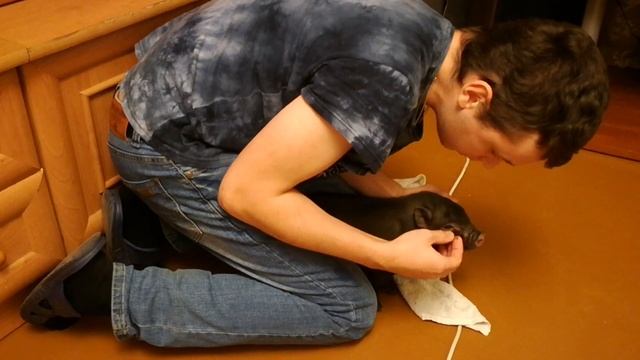 Купил Мини Пига 1 день. Знакомство! В чём привезли Мини-Пига. Как выглядит Мини пиг! смотреть онлайн