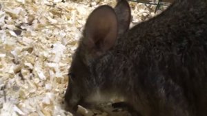 Маленький Кенгуру. Кенгурёнок. Какой милый. Сute Little Kangaroo. Kangaroo.
