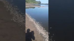 Липецкая обл воловский район д Самарино что зделали с прудом