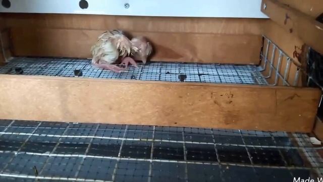 Инкубируем вместе гусиные и индюшиные яйца.