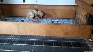 Инкубируем вместе гусиные и индюшиные яйца.