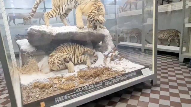 В Поисках Удивительных Существ. смотреть онлайн