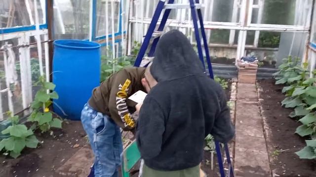 Теплица из старых рам смотреть онлайн