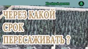 Через какой срок пересаживать посаженные сеянцы 2 х летки? Вопрос-ответ питомник "Хвойный дворик"