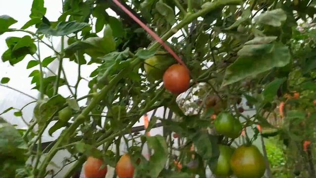 Обзор теплицы в начале сентября: какие томаты все еще плодоносят несмотря на перепады температур смотреть онлайн