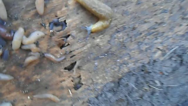 Слизняки и мокрицы атаковали лавочку =) смотреть онлайн
