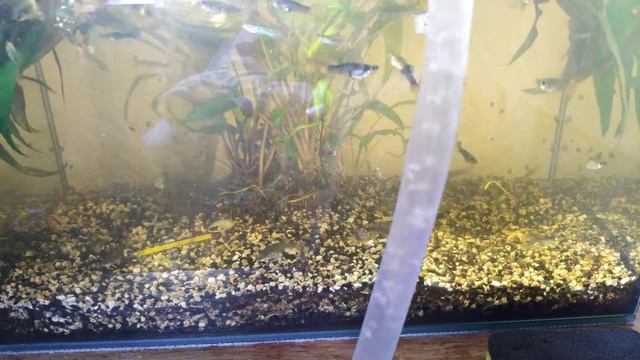 ✅Сифон Tetra GC50 ? смотреть онлайн